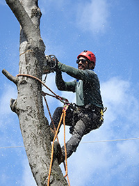 Tree companies in Forked River help with tree removal