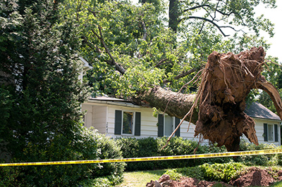 Tree companies in Forked River provide emergency services like tree removal after storm damage
